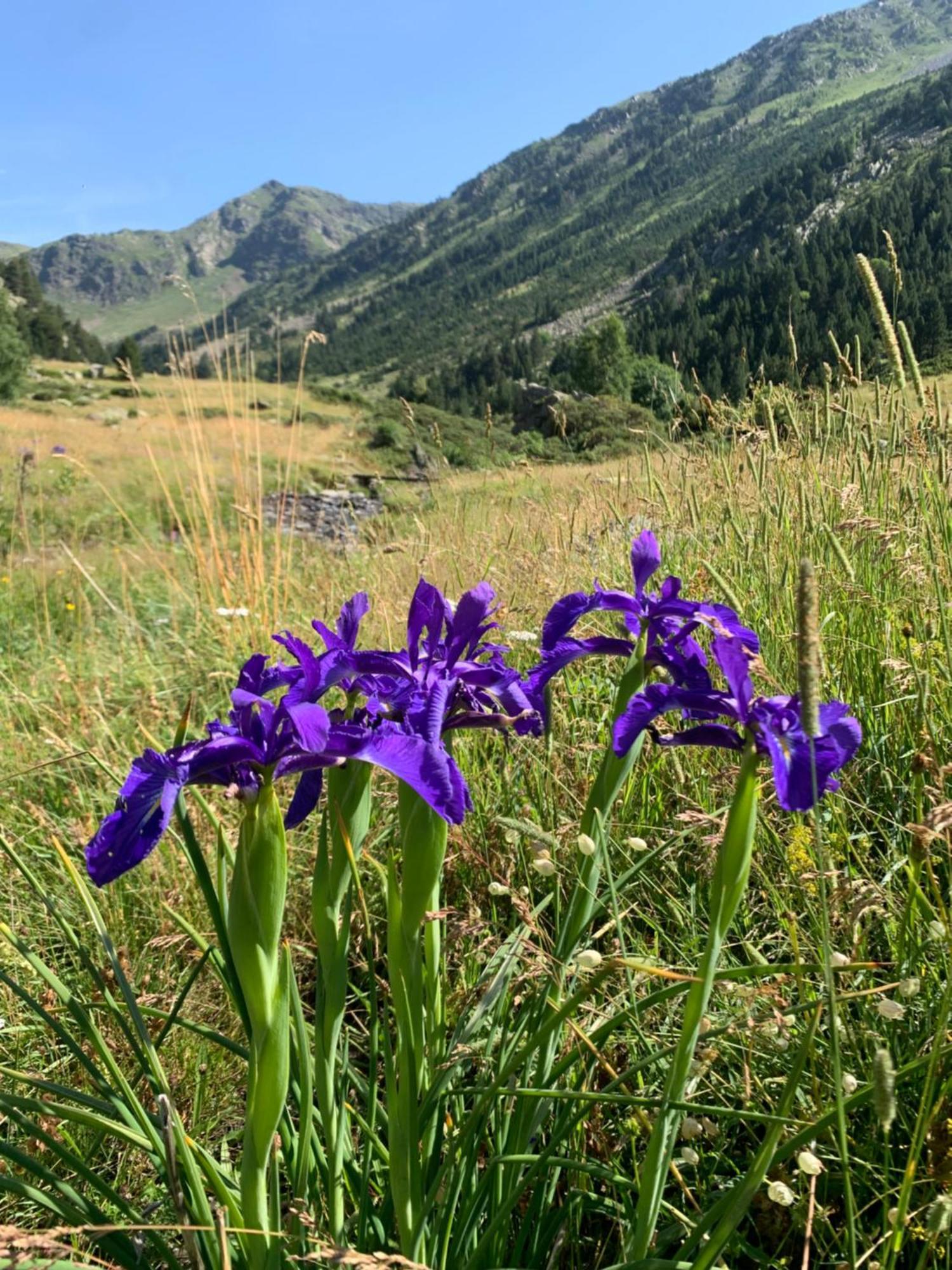 Appartement A Ordino Exterior foto